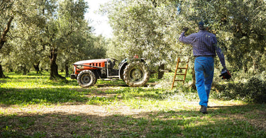 Meet the Producers: Frantoio Galantino