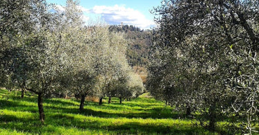 Extra Virgin Olive Oil from Chianti