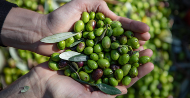 Health Benefits of Extra Virgin Olive Oil