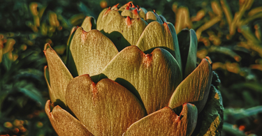 Bring Italy's Artichoke Season to Your Table