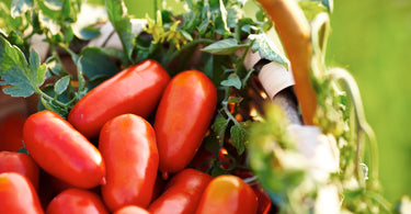 These heirloom Italian tomatoes are absolutely volcanic