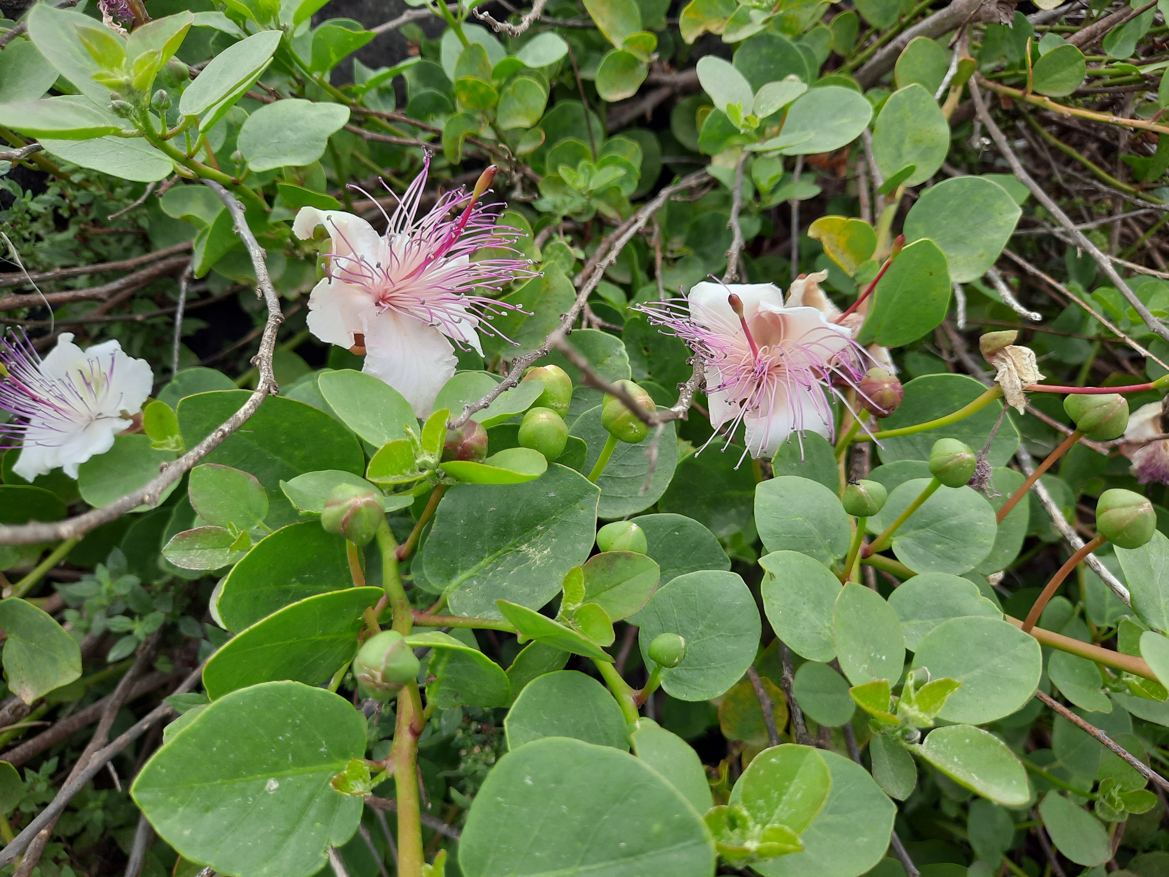 It's Caper Season!  Zia Pia