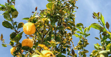 When Italy Gives You Lemons...