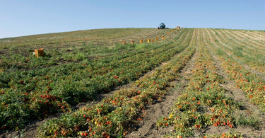 Italy’s Heirloom Tomatoes