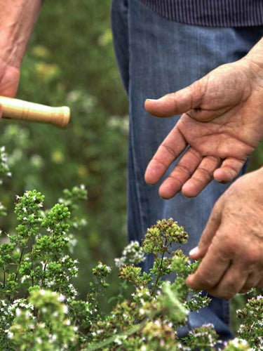 Person holding a plant with another hand in a garden setting
