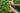 Hand holding a cluster of tea leaves with more tea plants in the background