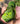 Close-up of a hand holding a cluster of green leaves with a blurred natural background