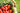 Basket filled with tomatoes and tomato vines