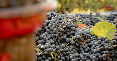 Balsamic Vinegar of Modena