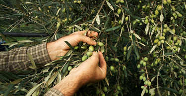 Hands picking olives off of a tree in southern Italy during the olive harvest. 