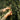 Hands picking olives off of a tree in southern Italy during the olive harvest. 