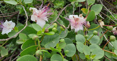 It's Caper Season!