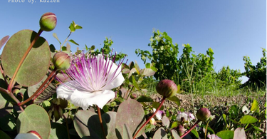 A Greener Kitchen, A Better Planet.