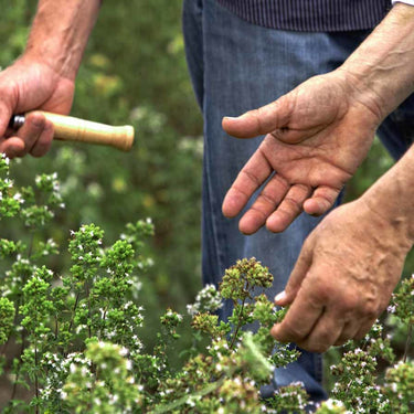 Person holding a plant with another hand in a garden setting