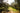 Sunny olive tree grove