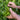 Hand holding a cluster of tea leaves with more tea plants in the background