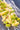 Tortiglioni pasta dish with peas and broad beans on a dark plate