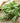 Organic Sicilian Rosemary